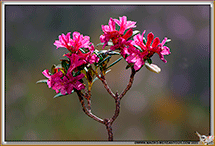 Rhododendrons